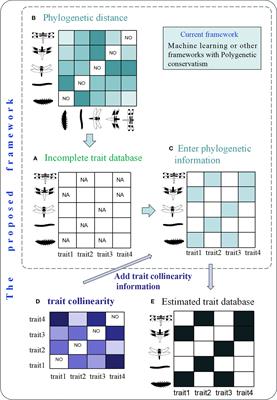 Incorporating phylogenetic conservatism and trait collinearity into machine learning frameworks can better predict macroinvertebrate traits